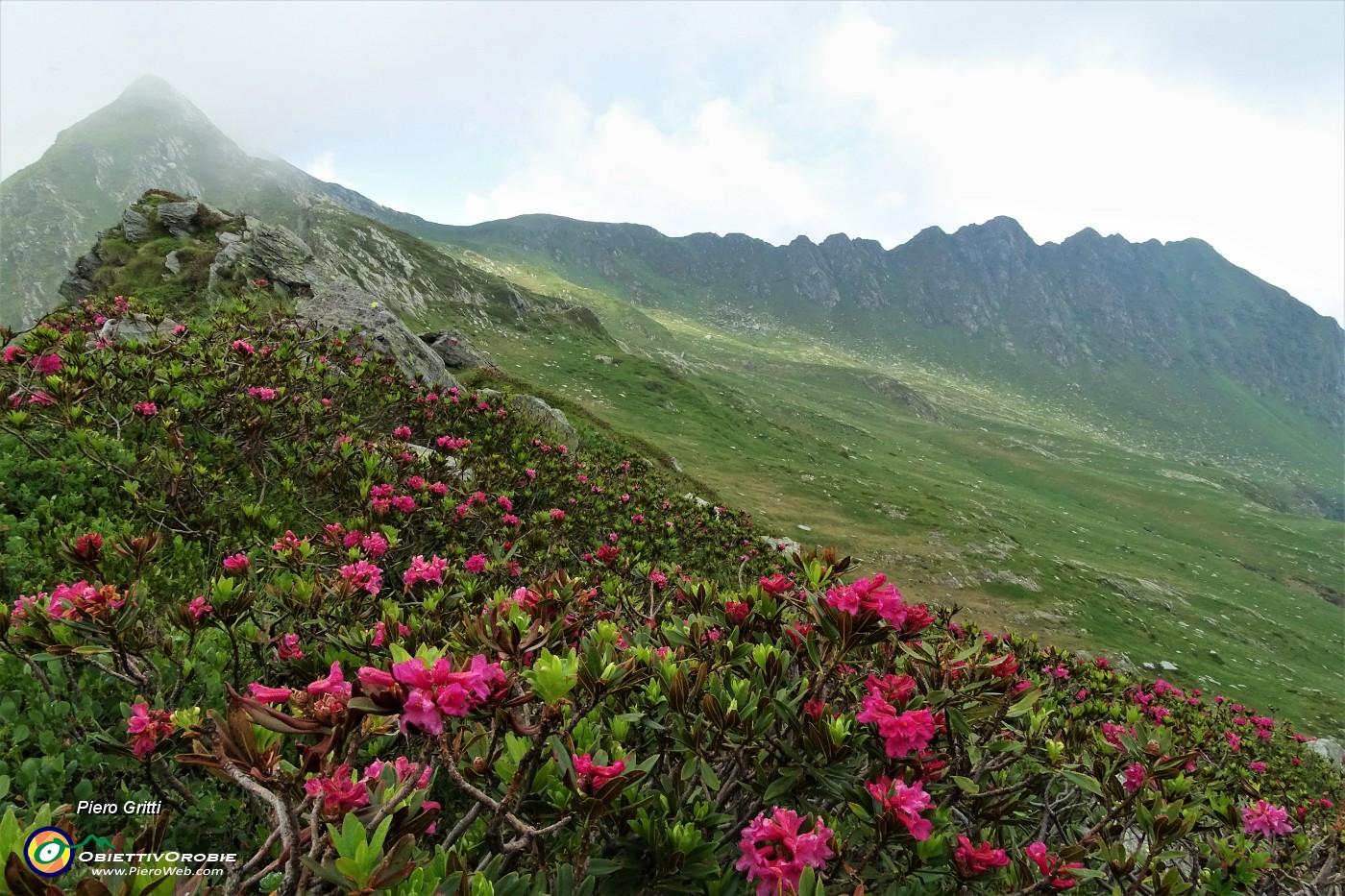 25 Dal Passo di Lemma rododendri con vista in Pizzo Vallone a dx.JPG